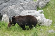 163 - Maligne Canyon, Medicine Lake, Maligne Lake - IMG_1241